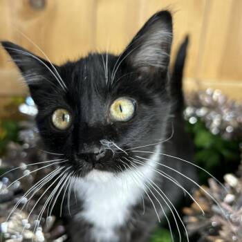 Domestic Short Hair Cats Available for Adoption in Park City, Utah - Martinelli | PetCurious