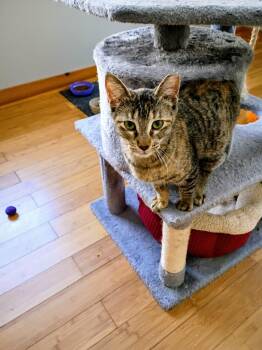 Torbie Cats Available for Adoption - Clindell | PetCurious