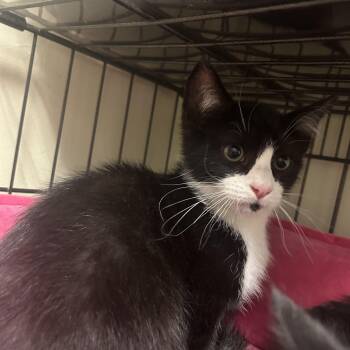 Knox -  Domestic Short Hair Cat for Adoption in Cape May, New Jersey - Knox | PetCurious