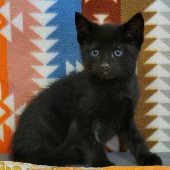 Squid -  Domestic Medium Hair Cat for Adoption in Austin, Texas - Squid | PetCurious