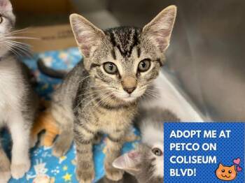 Rescue Domestic Short Hair Cats for Adoption in Fort Wayne, Indiana - PEACH | PetCurious