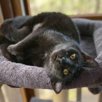 Bombay and Domestic Short Hair Cats Available for Adoption - Tru | PetCurious