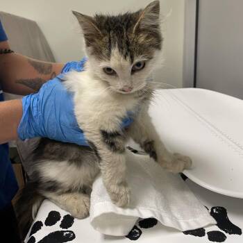 Grotto -  Domestic Medium Hair Cat for Adoption - Grotto | PetCurious