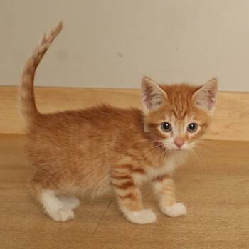 Billy C70775 -  Domestic Short Hair Cat for Adoption in Minnetonka, Minnesota - Billy C70775 | PetCurious