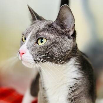 Domestic Short Hair Cats Available for Adoption in Jackson Township, New Jersey - Piglet  | PetCurious