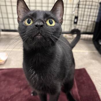 Becca -  Domestic Short Hair Cat for Adoption in Columbus, Ohio - Becca | PetCurious