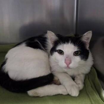 Bubbles -  Domestic Short Hair Cat for Adoption in Worcester, Massachusetts - Bubbles | PetCurious