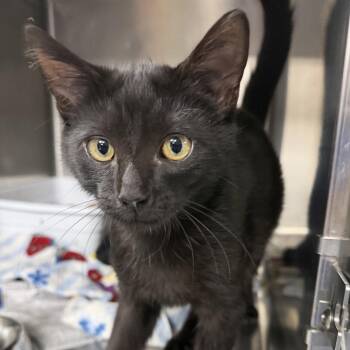 Willie -  Domestic Short Hair Cat for Adoption in Falls Church, Virginia - Willie | PetCurious