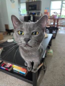 Ash -  Domestic Short Hair Cat for Adoption in Massillon, Ohio - Ash | PetCurious