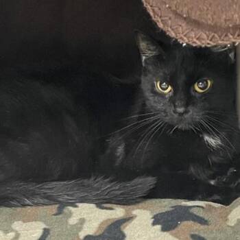 Tofu -  Domestic Short Hair Cat for Adoption in Wheaton, Illinois - Tofu | PetCurious