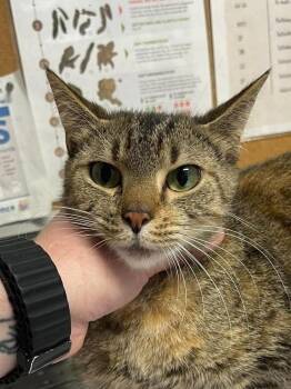 Talia -  Domestic Short Hair Cat for Adoption in Bolivar, Missouri - Talia | PetCurious
