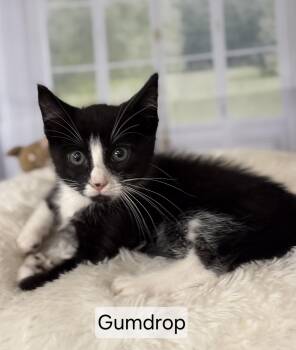 Gumdrop -  Domestic Short Hair Cat for Adoption in Aurora, Nebraska - Gumdrop | PetCurious