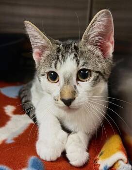Faticimo -  Domestic Short Hair Cat for Adoption in Ocala, Florida - Faticimo | PetCurious
