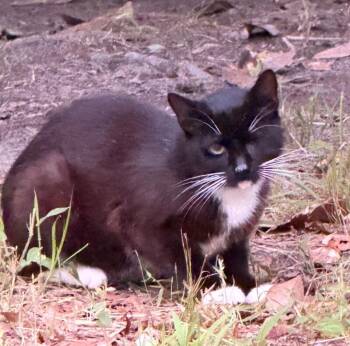 6-19-26 -  Domestic Short Hair Cat for Adoption in Burgaw, North Carolina - 6-19-26 | PetCurious