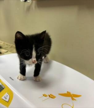 Bentley -  Domestic Short Hair Cat for Adoption in Fishers, Indiana - Bentley | PetCurious