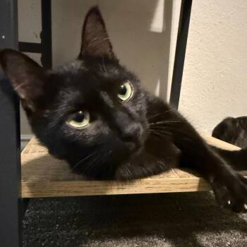 Elfin -  Domestic Short Hair Cat for Adoption in Austin, Texas - Elfin | PetCurious