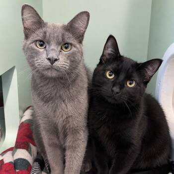 Stew and Skillet -  Domestic Short Hair Cat for Adoption in Pontiac, Michigan - Stew And Skillet | PetCurious