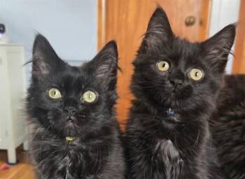 KAREN(BLUE) -  Domestic Medium Hair Cat for Adoption in Springfield, Massachusetts - KAREN(BLUE) | PetCurious