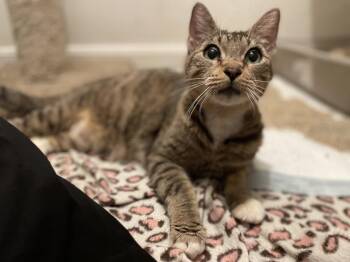 Tabby Cats Available for Adoption - Brunch | PetCurious