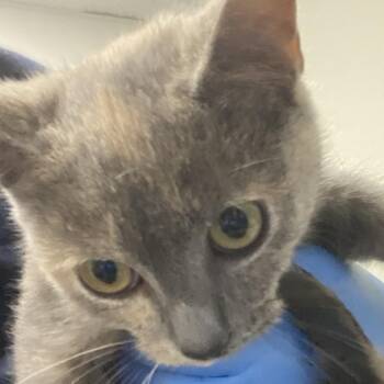 Lucy -  Domestic Short Hair Cat for Adoption in Harrisonburg, Virginia - Lucy | PetCurious