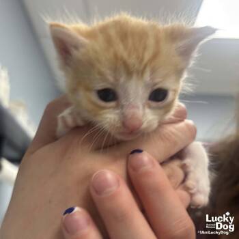 Domestic Short Hair Cats Available for Adoption in Washington, District Of Columbia - Hibiscus | PetCurious