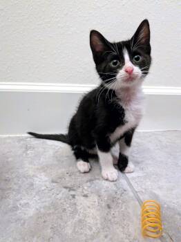 Mary -  Domestic Short Hair Cat for Adoption in Zephyrhills, Florida - Mary | PetCurious