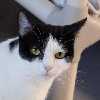 Zyra -  Domestic Short Hair Cat for Adoption in Lakewood, Colorado - Zyra | PetCurious