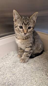 Oliver -  Domestic Short Hair Cat for Adoption in Missoula, Montana - Oliver | PetCurious