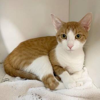 Domestic Short Hair Cats Available for Adoption in Wheaton, Illinois - Lily Pad | PetCurious