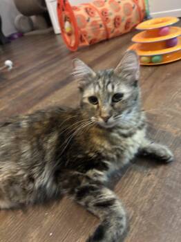 Amber -  Domestic Medium Hair and Tabby Cat for Adoption in Gilbert, Arizona - Amber | PetCurious