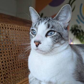 Domestic Short Hair Cats Available for Adoption in Austin, Texas - Bluey | PetCurious