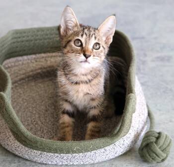 SS Butter Fingers -  Tabby Cat for Adoption in Homestead, Florida - SS Butter Fingers | PetCurious