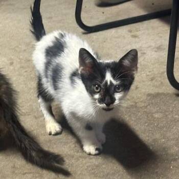 Jasper -  Domestic Short Hair Cat for Adoption in Enterprise, Alabama - Jasper | PetCurious