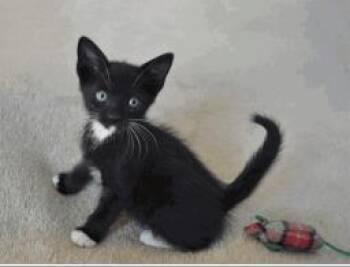 Chloe -  Domestic Short Hair Cat for Adoption in Largo, Florida - Chloe | PetCurious