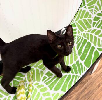 Cricket -  Domestic Short Hair Cat for Adoption in Wayland, Michigan - Cricket | PetCurious
