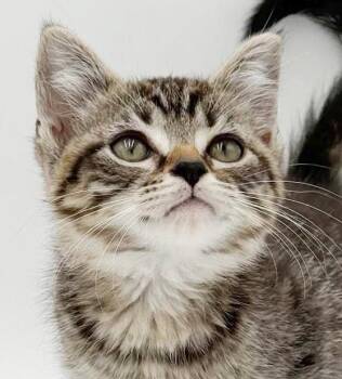 Petunia is petite and perfect -  Tabby and Bengal Cat for Adoption in Bedford Hills, New York - Petunia Is Petite And Perfect | PetCurious