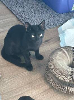 Zuko -  Domestic Short Hair Cat for Adoption in Skippack, Pennsylvania - Zuko | PetCurious
