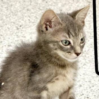 Georgia -  Domestic Short Hair Cat for Adoption in Bulverde, Texas - Georgia | PetCurious
