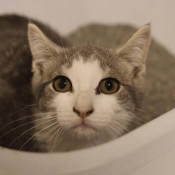 Teddy -  Domestic Short Hair Cat for Adoption in Briarcliff Manor, New York - Teddy | PetCurious