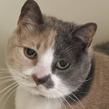 Patches -  Domestic Short Hair Cat for Adoption in Victor, New York - Patches | PetCurious