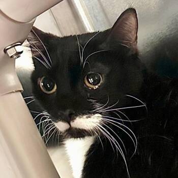 Domestic Short Hair Cats Available for Adoption - Espresso Martini | PetCurious