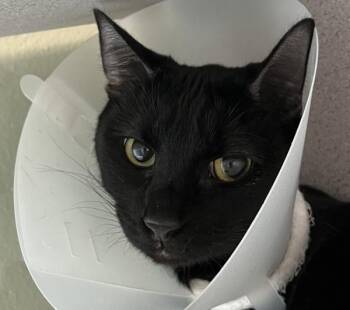 Domestic Short Hair Cats Available for Adoption - Sage | PetCurious