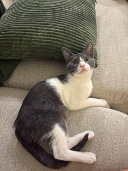 Berry -  Domestic Short Hair Cat for Adoption in Zephyrhills, Florida - Berry | PetCurious