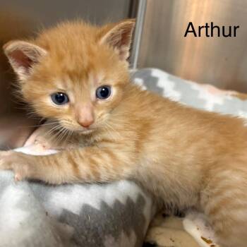 Arthur -  Domestic Short Hair Cat for Adoption in Cumming, Georgia - Arthur | PetCurious