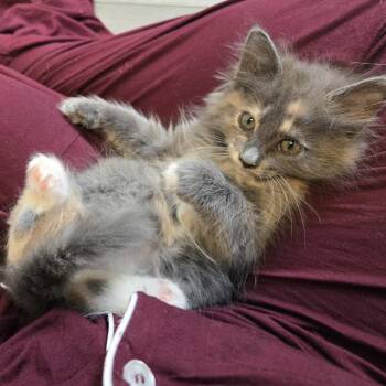 Baby Boots -  Domestic Medium Hair Cat for Adoption in Baltimore, Maryland - Baby Boots | PetCurious