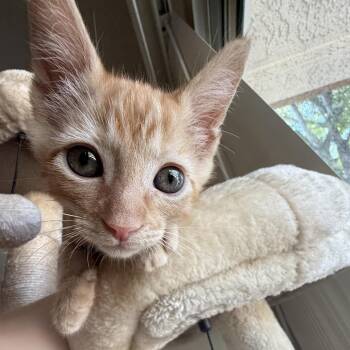 Indiana Jones -  Domestic Short Hair Cat for Adoption in Spokane, Washington - Indiana Jones | PetCurious