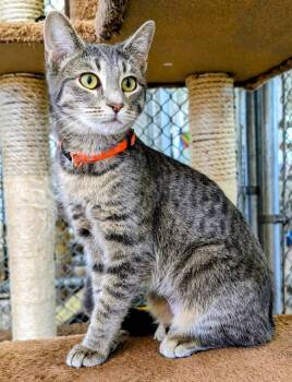 Domestic Short Hair Cats Available for Adoption - Fleur | PetCurious