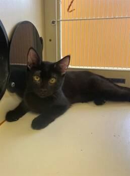 NOIR -  Domestic Short Hair Cat for Adoption in Thousand Palms, California - NOIR | PetCurious