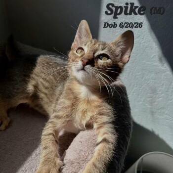 Spike -  Tabby Cat for Adoption in Clayton, California - Spike | PetCurious