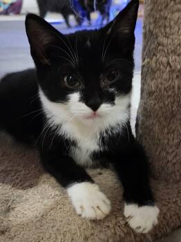 Rescue Domestic Short Hair Cats for Adoption in Hamilton, Ontario - Blackjack | PetCurious